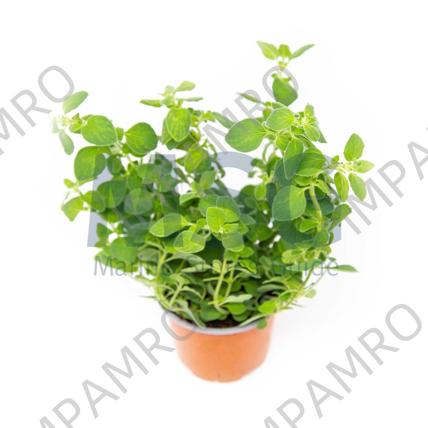 OREGANO WHOLE