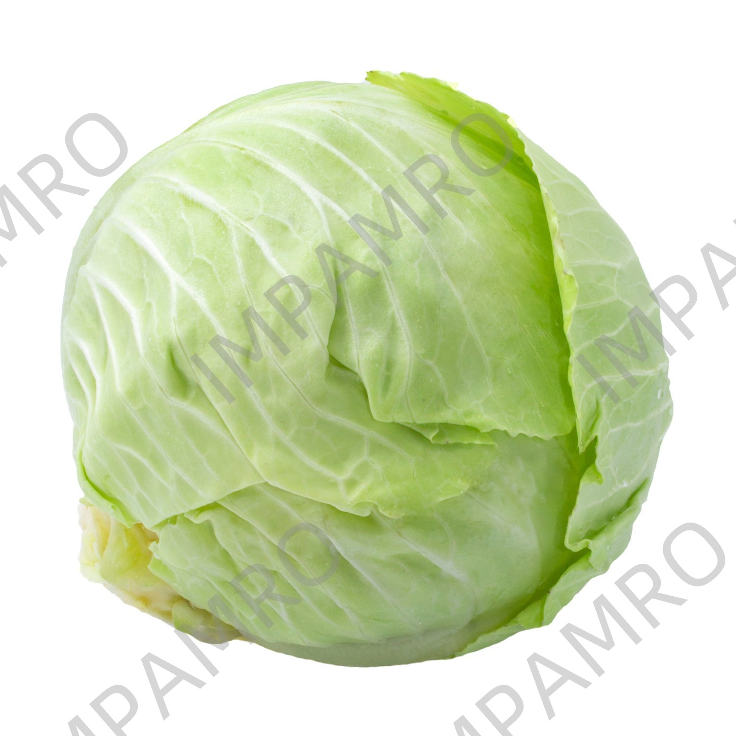 000115 CABBAGE HARD WHITE FRESH