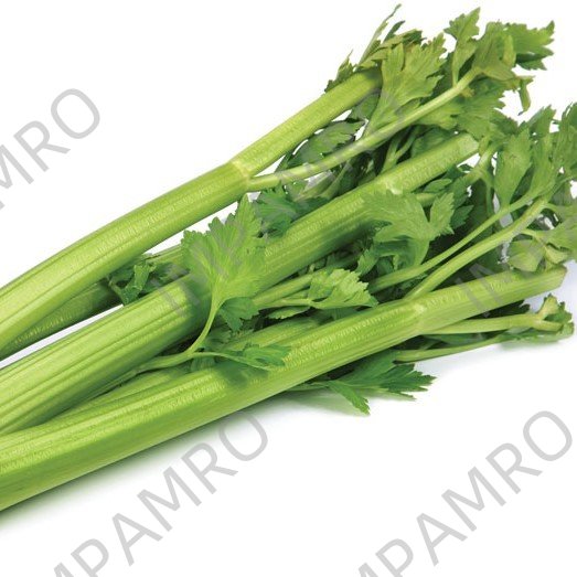 000119 CELERY TABLE FRESH