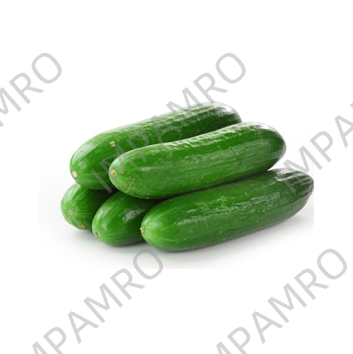 000124 CUCUMBER FRESH