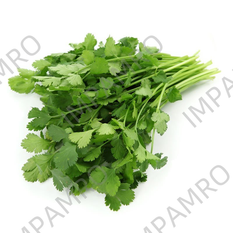 000125 CORIANDER FRESH