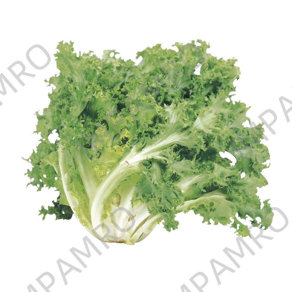 000121 CHICORY FRESH