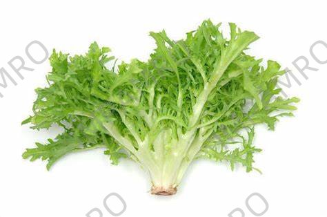 000130 ENDIVE FRESH