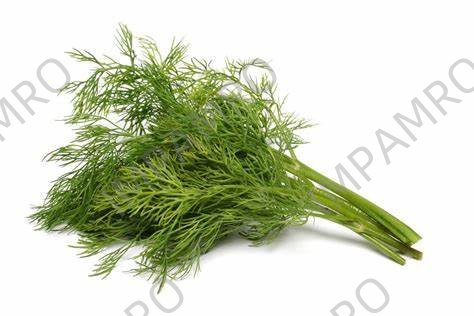 000132 FENNEL WEED FRESH