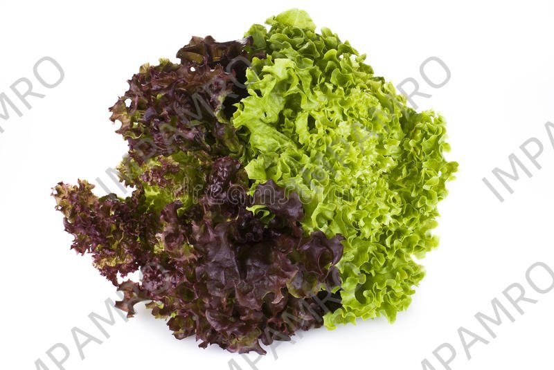 000144 LETTUCE SUNNY FRESH