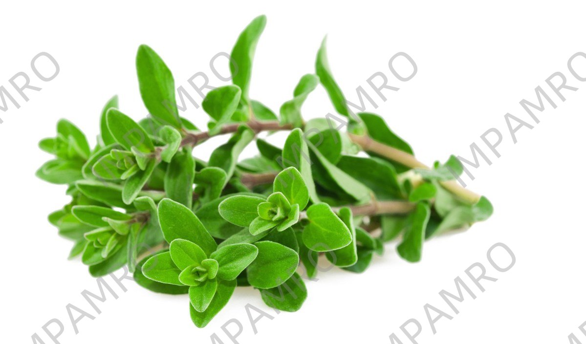 000146 MARJORAM FRESH
