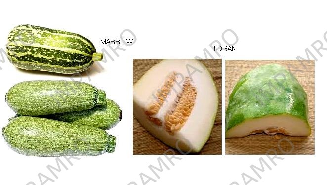 000147 MARROW JAPANESE TOGAN FRESH