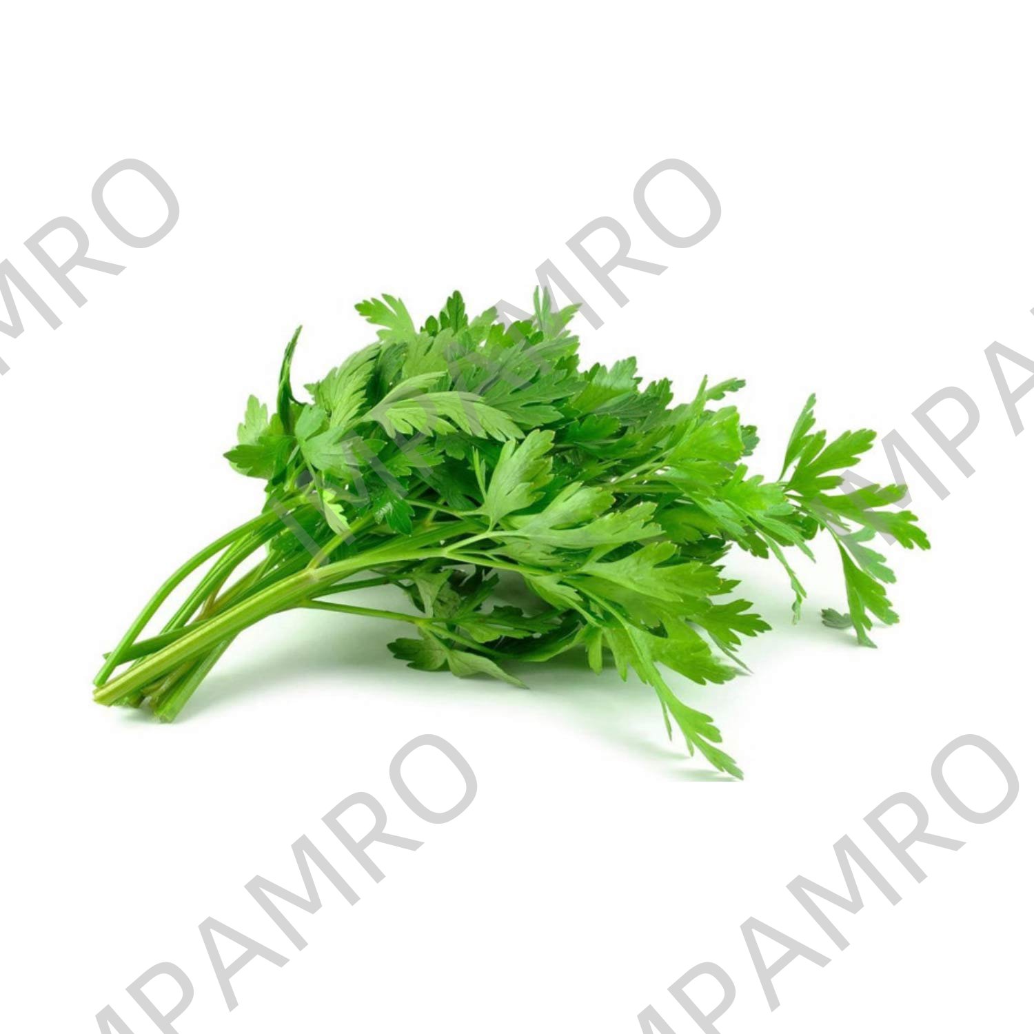 000162 PARSLEY FRESH