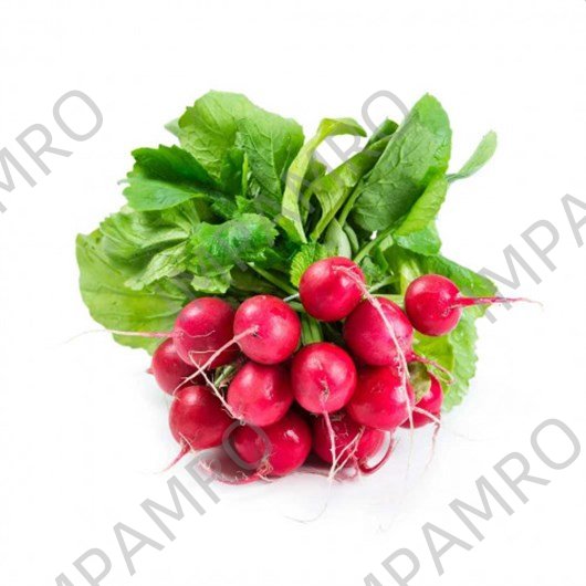000175 RADISH WHITE FRESH (DAIKON)