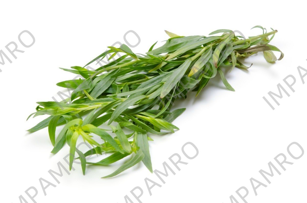 000185 TARRAGON (ESTRAGON) FRESH