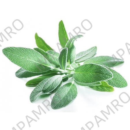 000180 SAGE FRESH