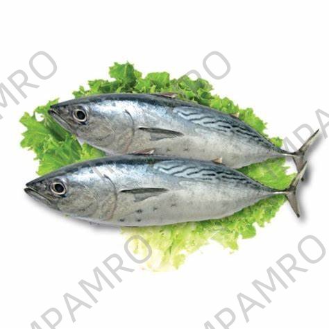 000704 BONITO WHOLE FROZEN