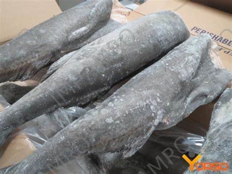 000707 CODFISH HEADLESS FROZEN