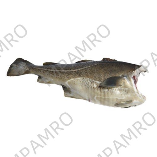 000716 HADDOCK HEADLESS FROZEN