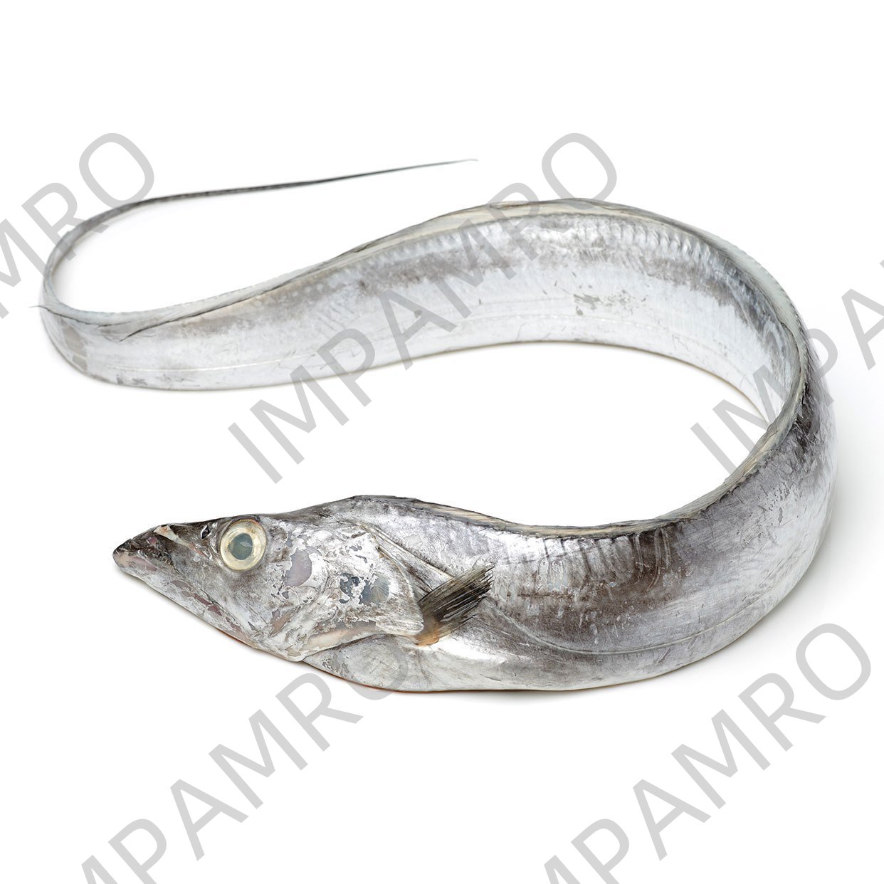 000718 HAIR TAIL(BELT FISH, TACHIUO)