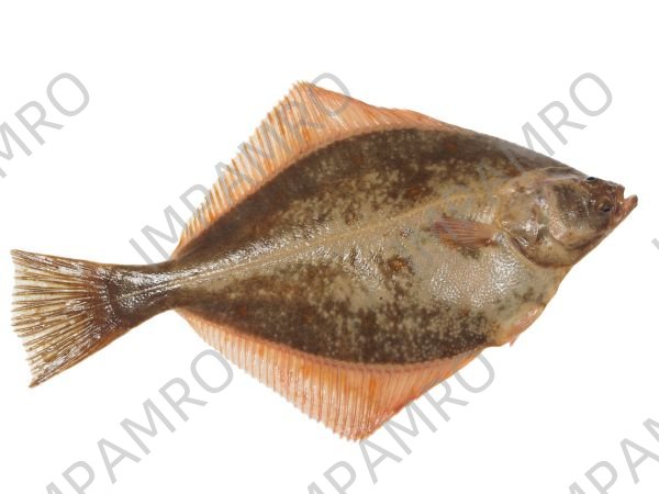 000713 FLOUNDER WHOLE FROZEN