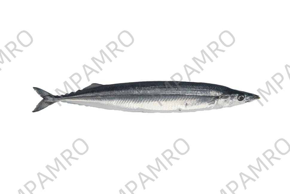 000729 MACKEREL PIKE (SANMA) FROZEN