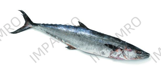 000722 MACKEREL KING FISH FROZEN