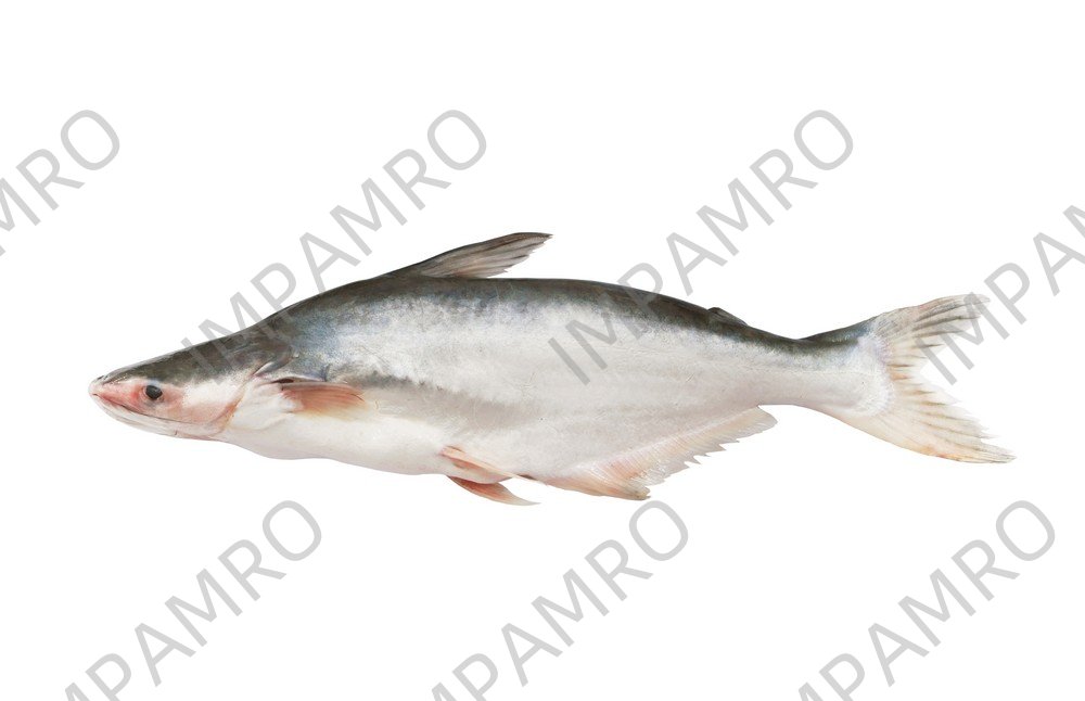 000734 PANGASIUS FISH FILLET FROZEN