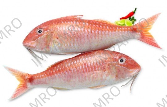 000733 MULLET WHOLE FROZEN