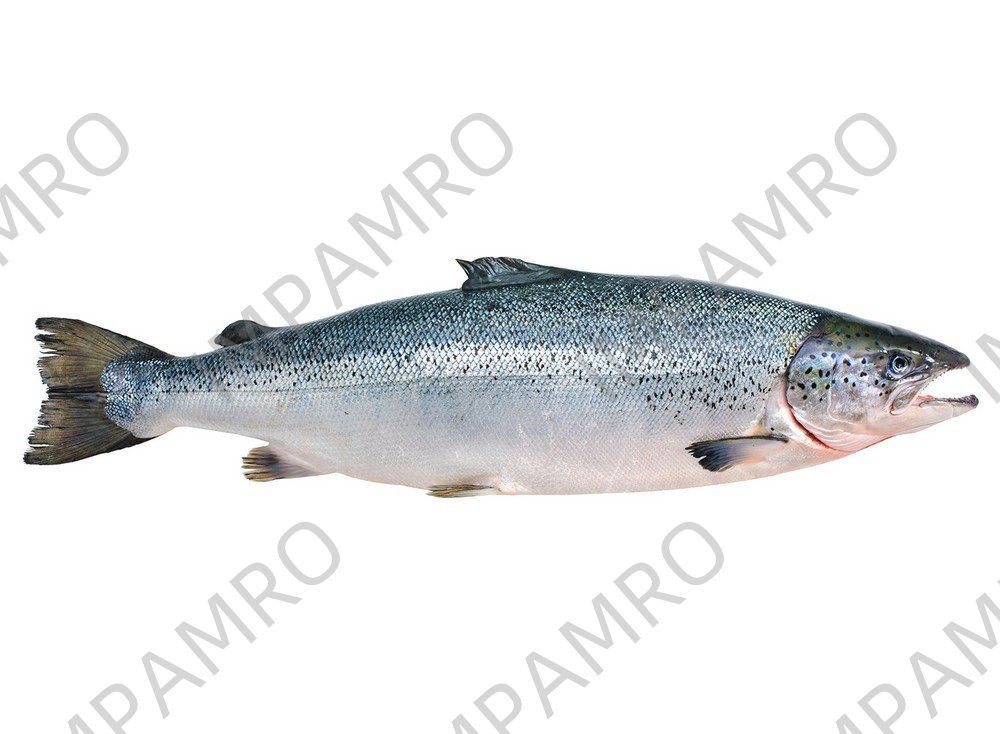 000747 SALMON WHOLE FROZEN