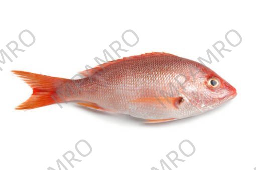 000755 SNAPPER RED MEDIUM FROZEN