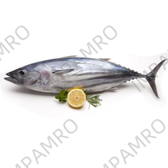 000768 TUNA FISH WHOLE FROZEN