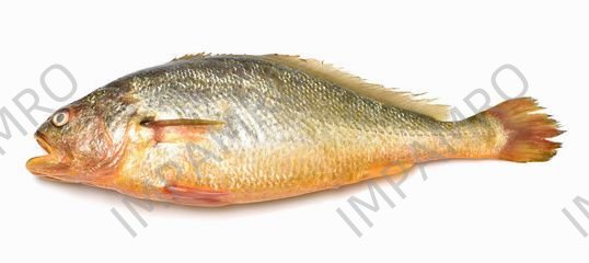 000781 YELLOW FISH FROZEN