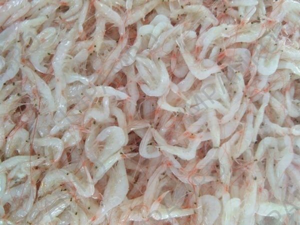 000950 SHRIMP SALTED & FERMENTED