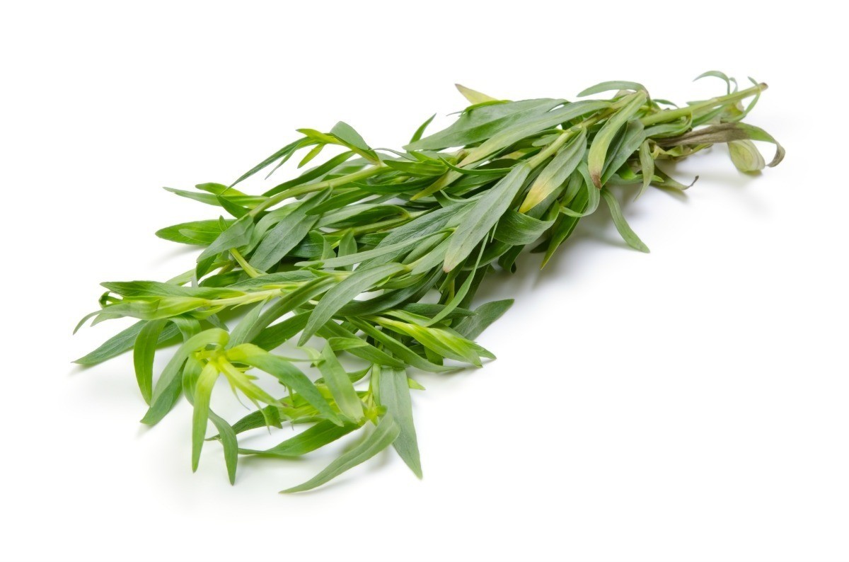 000185 - 龙蒿（艾草）新鲜