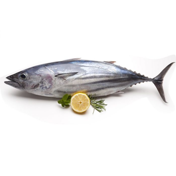 000768 TUNA FISH WHOLE FROZEN