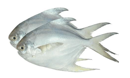000740 POMFRET WHOLE FROZEN