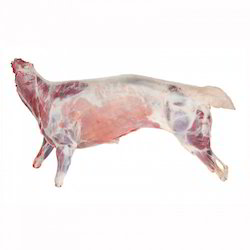 007405 MUTTON CARCASS EWE MK UNDER