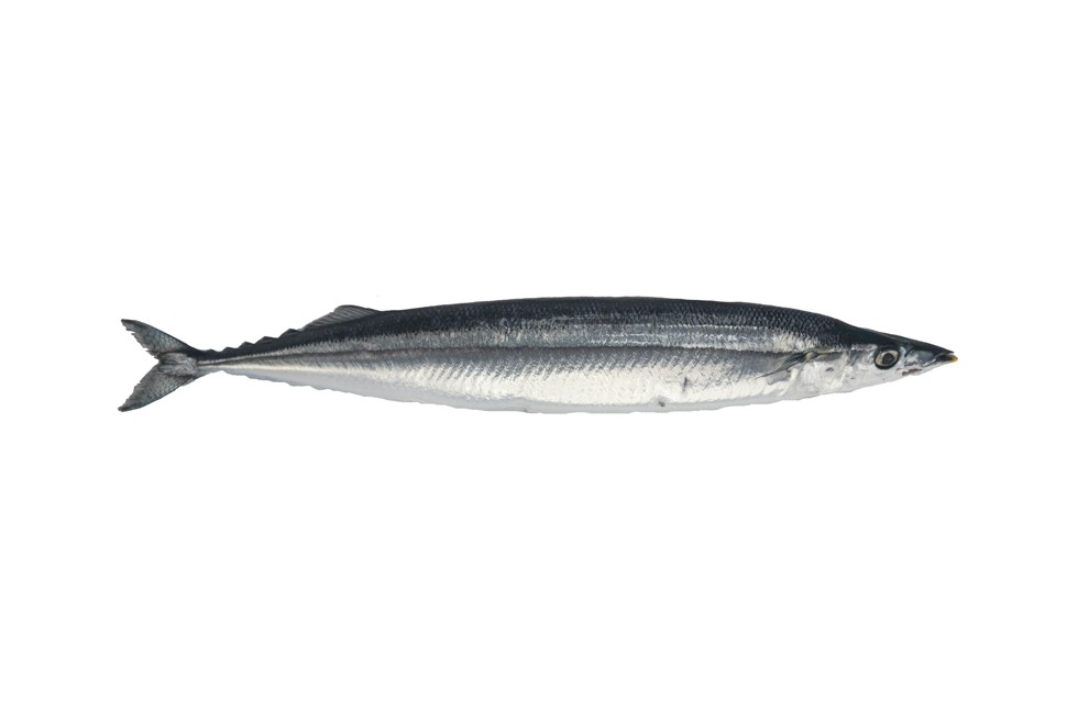000729 MACKEREL PIKE (SANMA) FROZEN