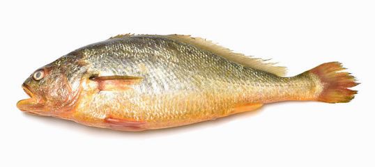 000781 YELLOW FISH FROZEN