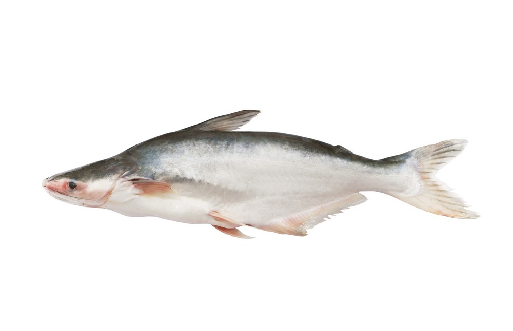 000734 PANGASIUS FISH FROZEN