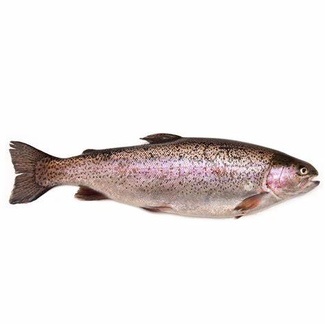 000743 RAINBOW TROUT FROZEN