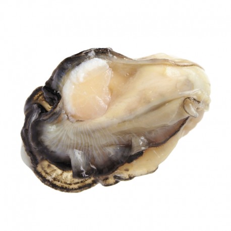 001115 OYSTER W/O SHELL FROZEN