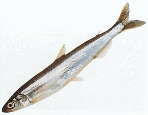 000741 POND SMELT (WAKASAGI) FROZEN