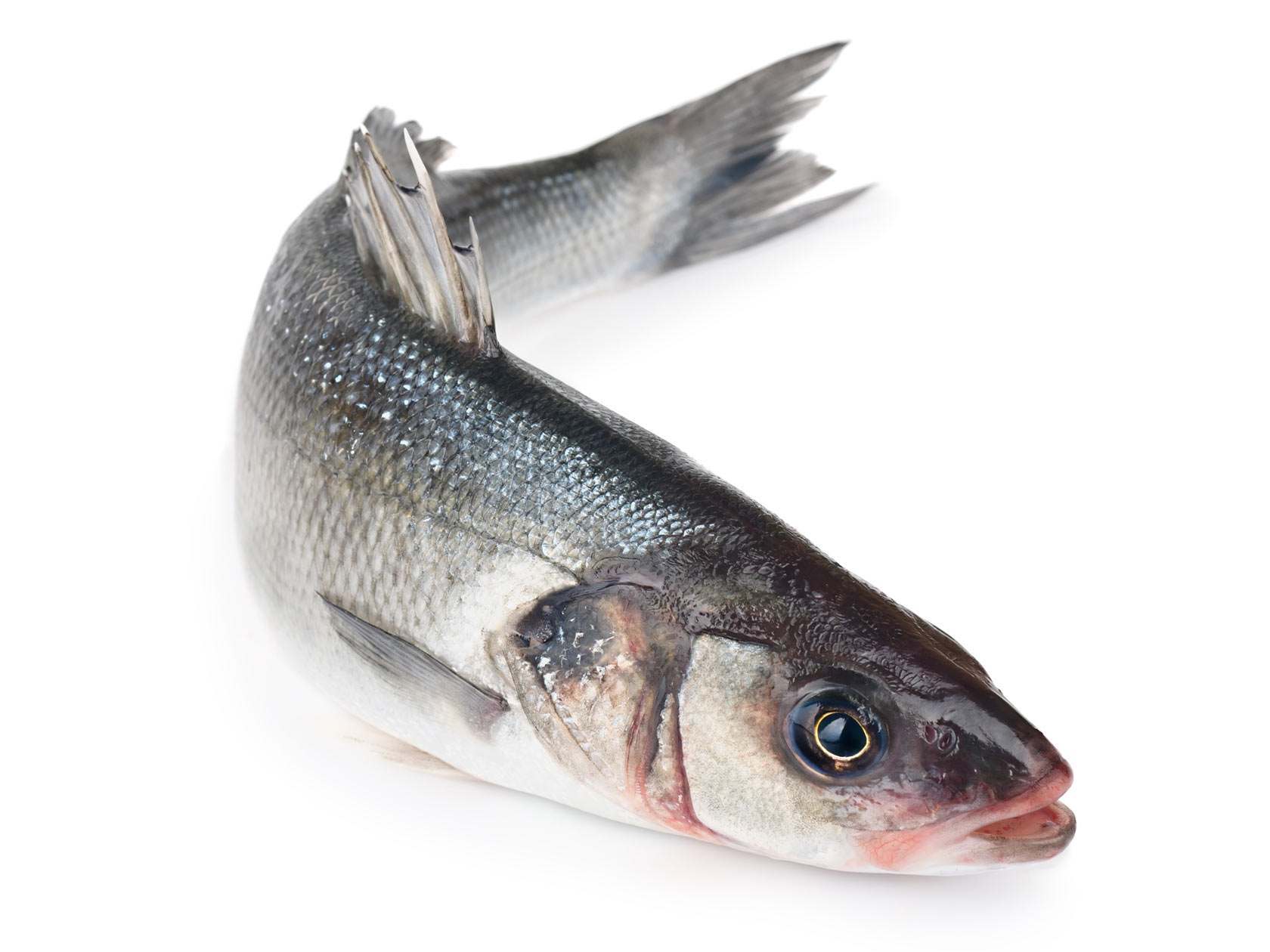000751 SEABASS WHOLE FROZEN