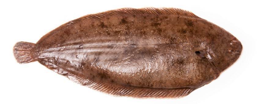 000758 SOLE FISH FROZEN