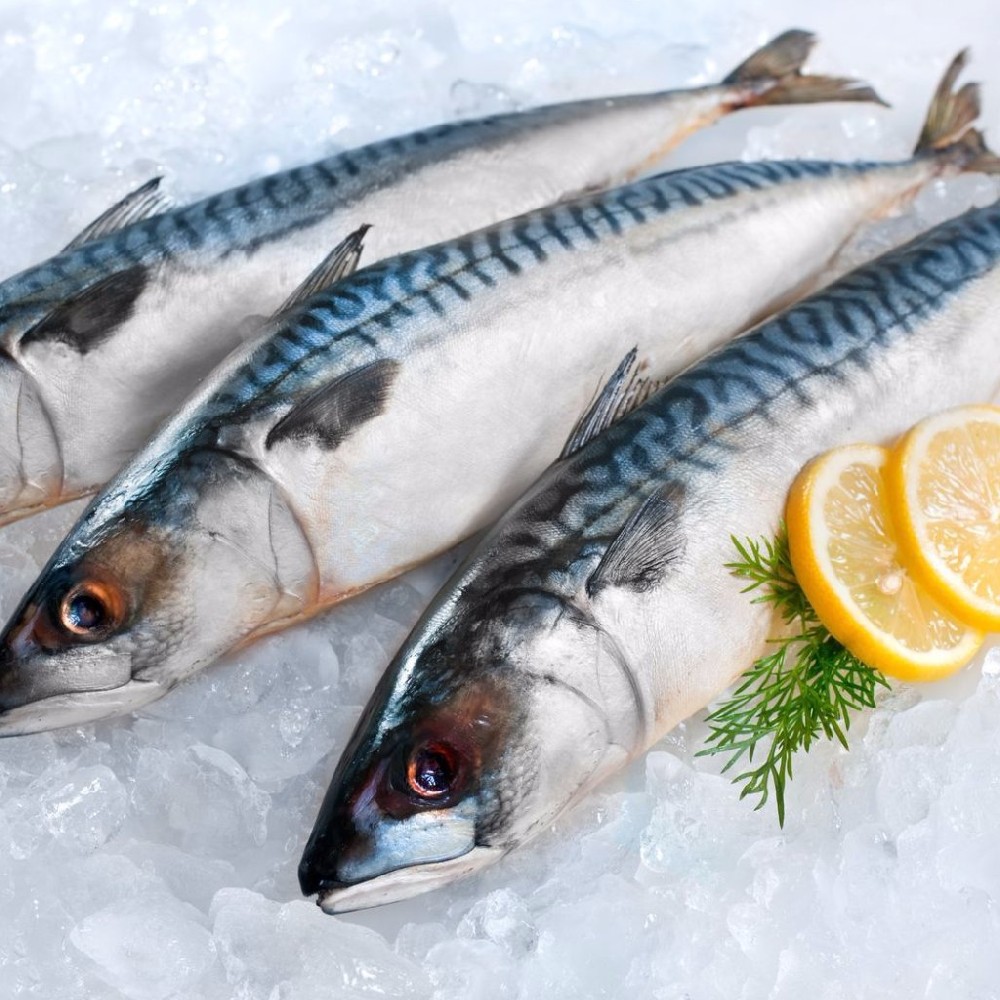 000728 MACKEREL HORSE FROZEN
