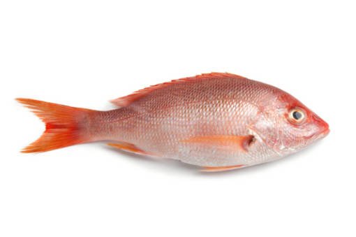 000755 SNAPPER RED MEDIUM FROZEN
