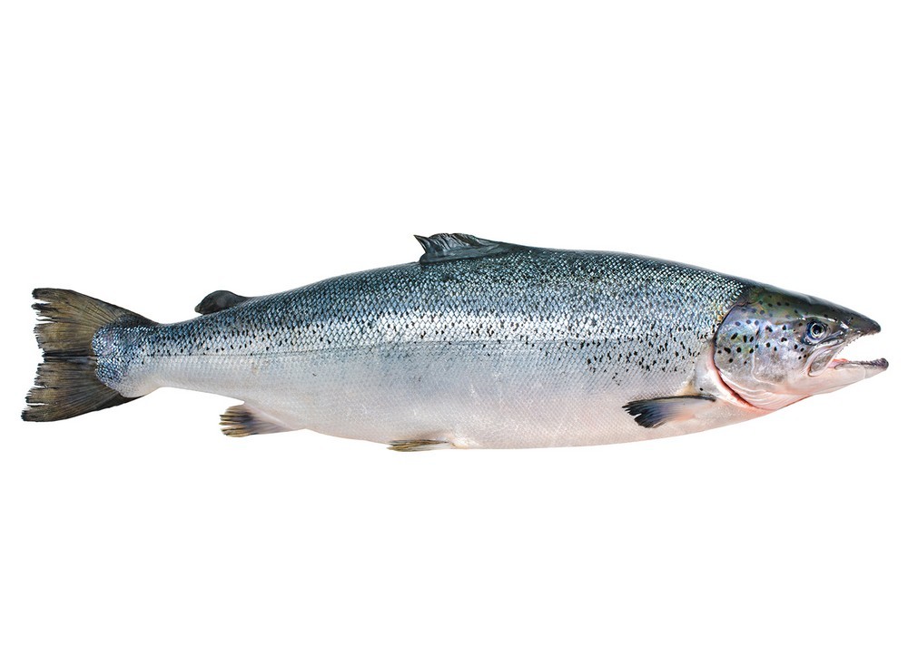 000747 SALMON WHOLE FROZEN