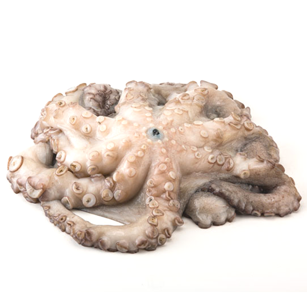 001158 OCTOPUS LARGE FROZEN