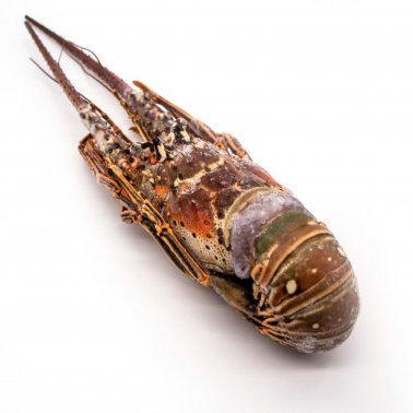 001127 LOBSTER WHOLE FROZEN