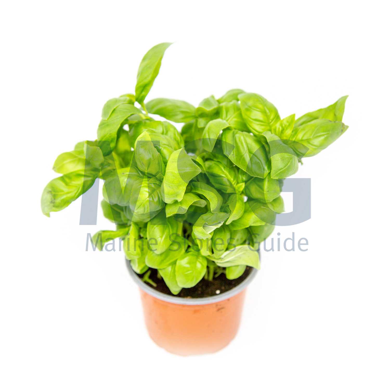 006405 BASIL WHOLE