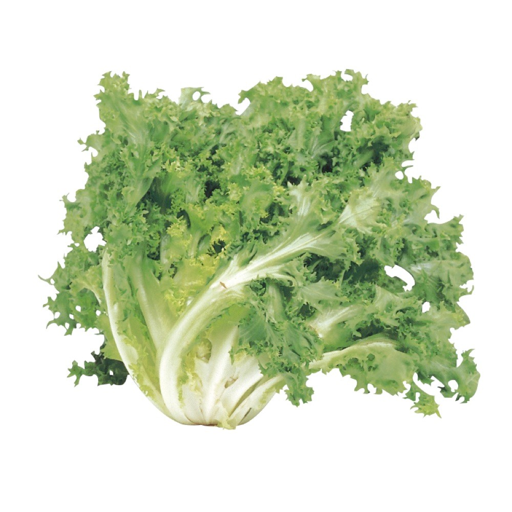 000121  CHICORY FRESH