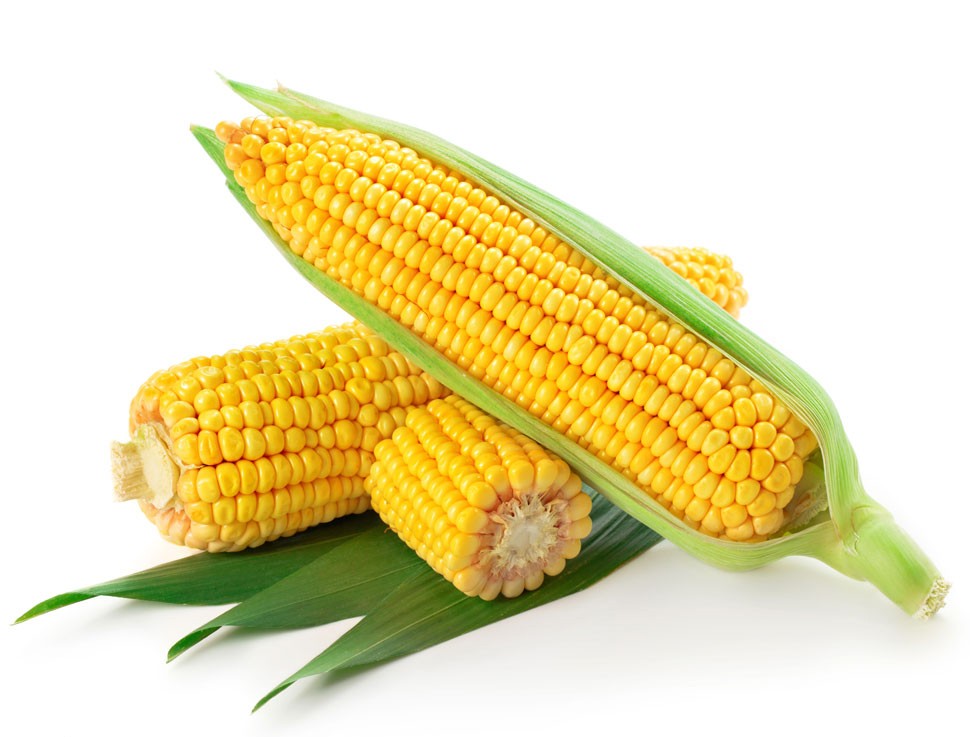 000123  CORN ON COB FRESH