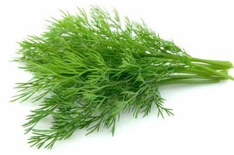 000126  DILL FRESH